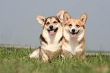 CORGI PEMBROKE 1236